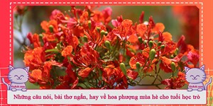 Những câu nói, bài thơ ngắn, hay về hoa phượng mùa hè cho tuổi học trò