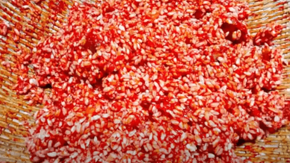 Trộn gạo nếp với gấc