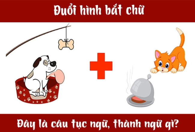 Chó treo mèo đậy