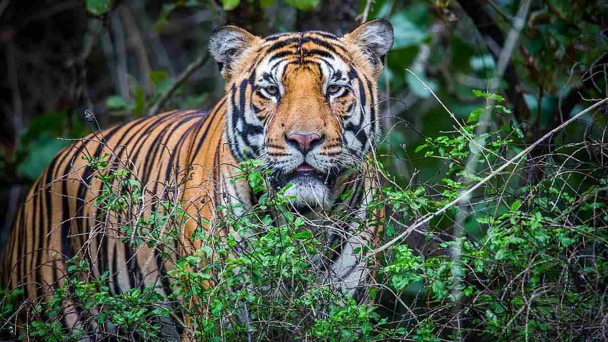 Tìm hiểu về ngày Quốc tế Bảo tồn Hổ