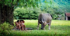 Thơ lục bát về quê hương hay, thơ lục bát 4 câu ngắn về quê hương